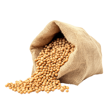 Burlap Sack Spilling Soybeans png