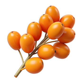 3D Render of Orange Berries on Branch png
