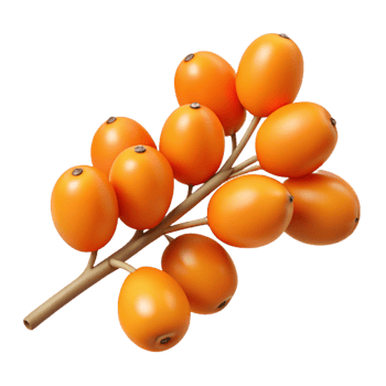 3D Illustration of Orange Berries on Branch png