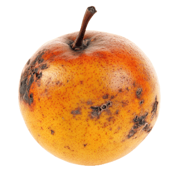 An apple with brown spots on it png