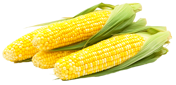 Fresh Corn Harvest with Vibrant Colors png