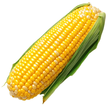 Freshly Harvested Golden Corn on the Cob with Shiny Yellow Kernels and Green Husk png