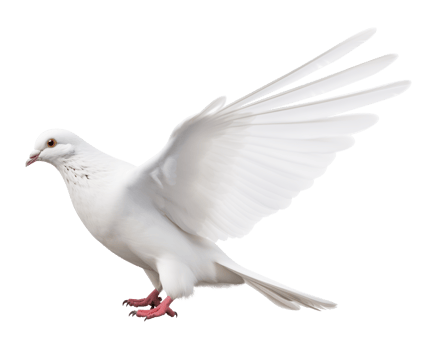 White Dove Isolated on Transparent Background png