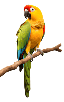 Parrot Isolated on Transparent Background png