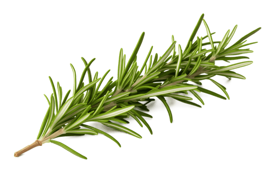 Rosemary Isolated on Transparent Background png