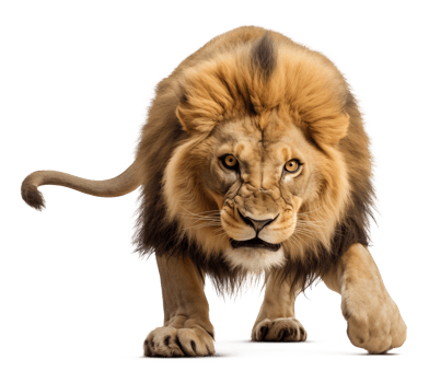 Sneaking Lion Isolated on Transparent Background png