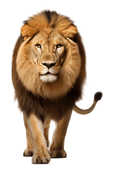 Lion Walking Front View Isolated on Transparent Background png