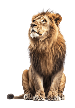 Lion Sitting Looking Up Isolated on Transparent Background png
