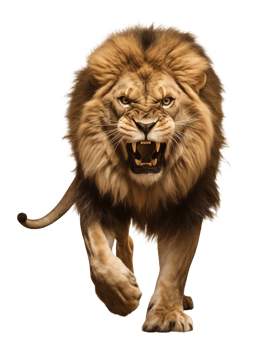 Angry Lion Walking Front View Isolated on Transparent Background png