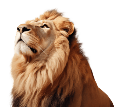 Lion Looking Up Face Shot Isolated on Transparent Background png