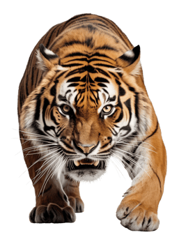 Tiger Sneaking Isolated on Transparent Background png