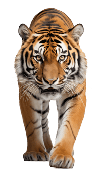 Tiger Walking Front View Isolated on Transparent Background png