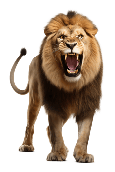 Angry Lion Front View Isolated on Transparent Background png