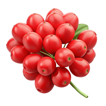 Red Berries 3D Illustration png