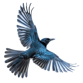 Greater racket or tailed drongo bird fly full body isolate on white background, png