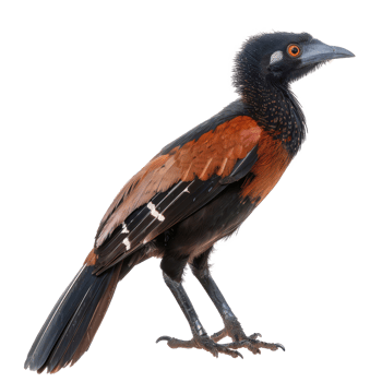 Greater coucal bird side view full body isolate on transparency background png
