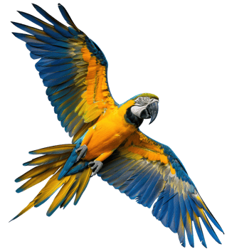 Macaw fly full body isolate on transparency background, png