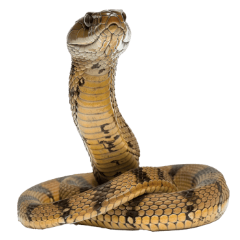 a snake with its head up on a white background png