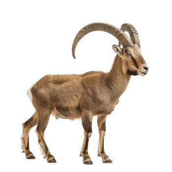 a goat with long horns standing on a transparency background png