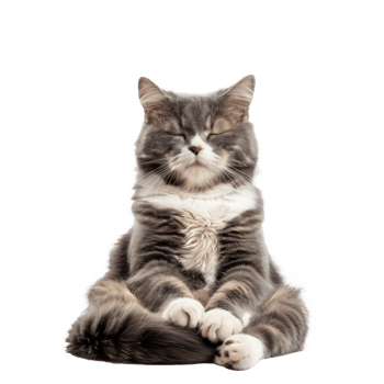 cat doing yoga meditation, full body isolate on transparent background png