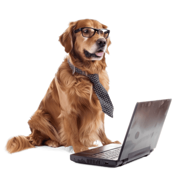 dog wearing glasses and tie using laptop, full body standing isolate on transparent background png