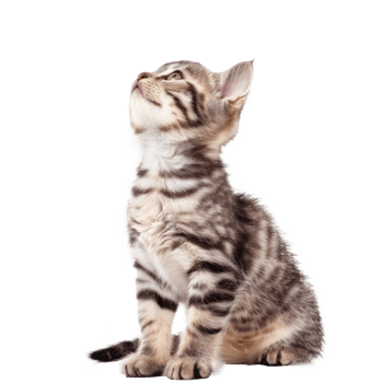American Shorthairs cat pet full body isolate on transparent background png