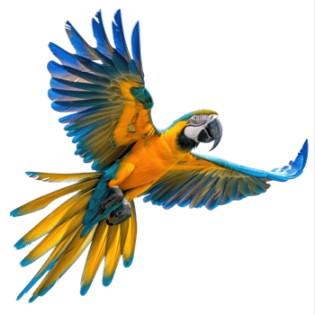 Macaw fly full body isolate on transparent background png