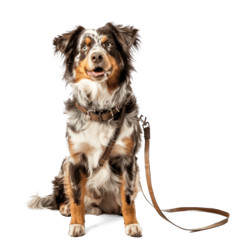 Dog holding leash, full body standing isolate on transparent background, png