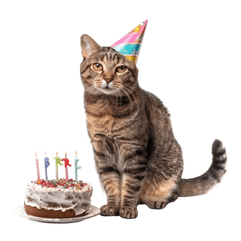 Cat wearing birthday cap with birthday cake, full body standing isolate on white background png
