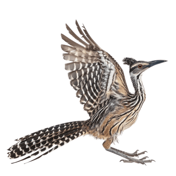 a roadrunner bird with its wings spread out png