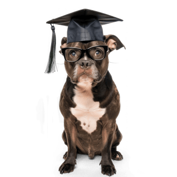 dog wearing glasses and graduate cap, full body standing isolate on transparent background png