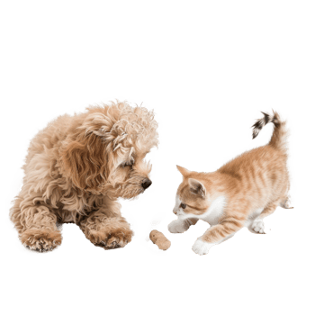 little dog and cat playing together isolate on transparent background png