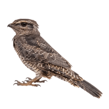 Nightjar bird side view full body isolate on transparent background png