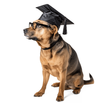 dog wearing glasses and graduate cap, full body standing isolate on transparent background png
