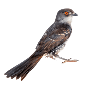 Cuckoo front view full body isolate on transparent background png
