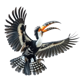 Hornbill fly full body isolate on transparent background, png