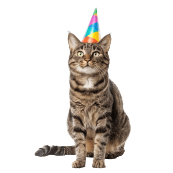 Cat wearing birthday cap, full body standing isolate on transparent background png