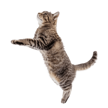 cat jump full body isolate on transparent background png