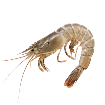 shrimp on transparent background png