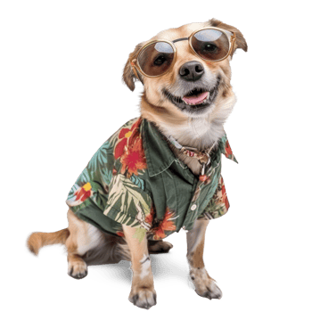 Dog wearing summer shirt and sunglasses, full body standing isolate on transparent background png
