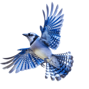 Blue jay bird fly full body isolate on transparent background png