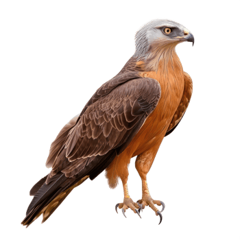 Kite bird side view full body isolate on transparent background, png