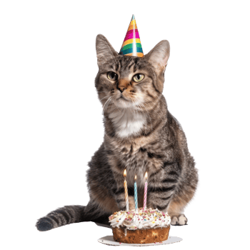 Cat wearing birthday cap with birthday cake, full body standing isolate on transparent background png