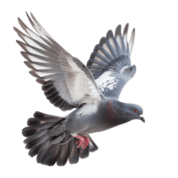 Pigeon fly full body isolate on white background, png