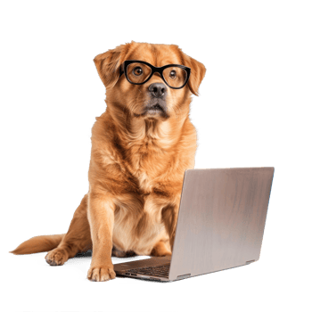 dog wearing glasses using laptop isolate on white background png