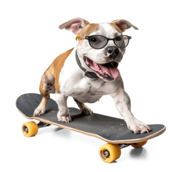 Smiling dog on skateboard wearing sunglasses isolate on transparent background png