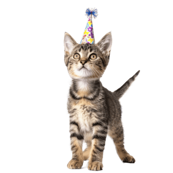 Cat wearing birthday cap full body standing isolate on transparent background, png