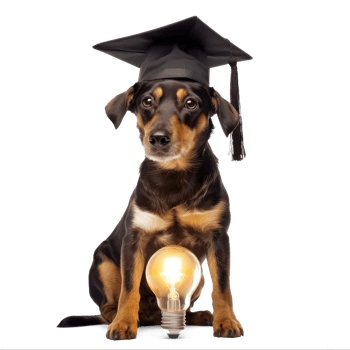 full body dog wearing graduate cap and holding light bulb isolate on transparent background png