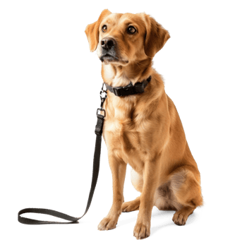 Dog holding leash, full body standing isolate on transparent background, png