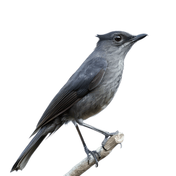 Catbird fly full body isolate on transparent background png